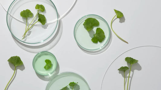 Centella Asiatica : les bienfaits secrets de l’ingrédient star de la K-Beauty